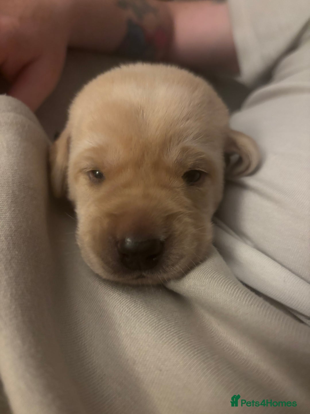 Labrador Retriever dogs for sale: Girl & Boy beautiful lab pups With paperwork  - Image 19
