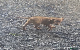 Labrador Retriever dogs for sale: Fox Red Working Labrador puppies for sale - Image 6
