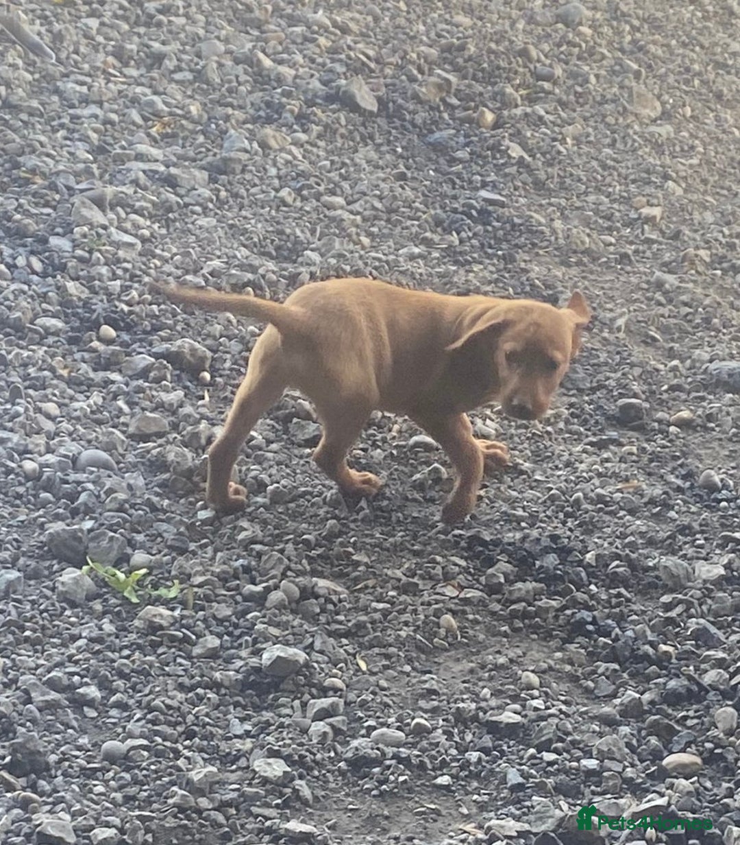 Labrador Retriever dogs for sale: Fox Red Working Labrador puppies for sale - Image 6