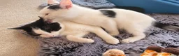 Mixed Breed cats for sale: Sisters available for adoption  in Reading - Advert 2