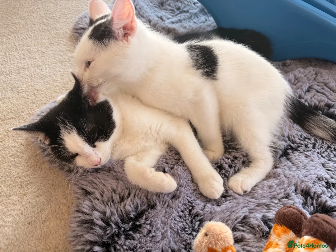 Mixed Breed cats for sale: Sisters available for adoption  in Reading - Advert 2