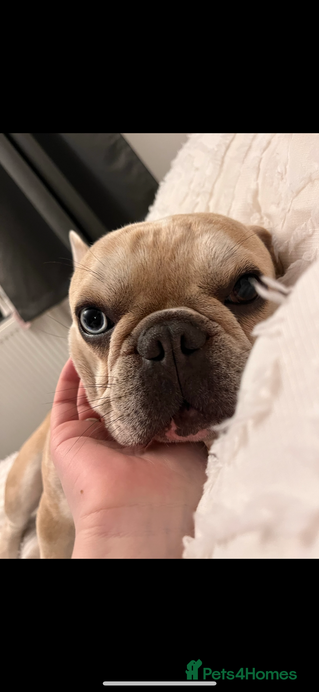 French Bulldog dogs for stud: French Bulldog for stud - Advert 4