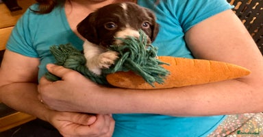 English Springer Spaniel dogs - Advert 4