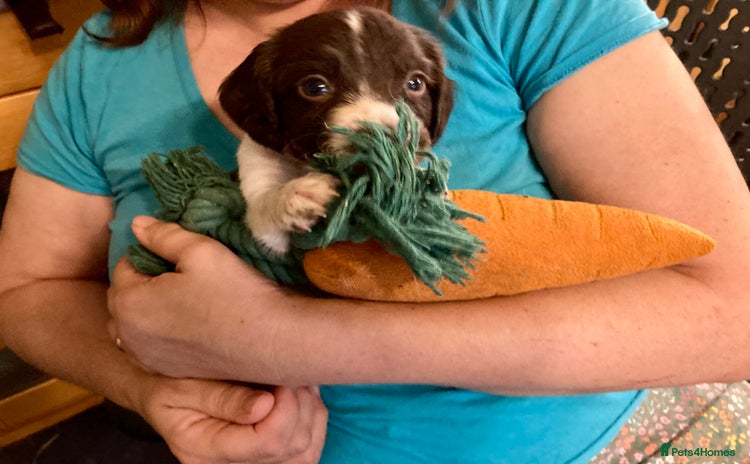 English Springer Spaniel dogs - Advert 2