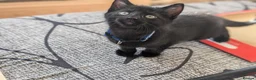 Mixed Breed cats for sale: Kitten  - Advert 19