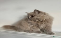 British Shorthair cats for sale: Ready🏡British Shorthair Chuky Kittens - Image 19