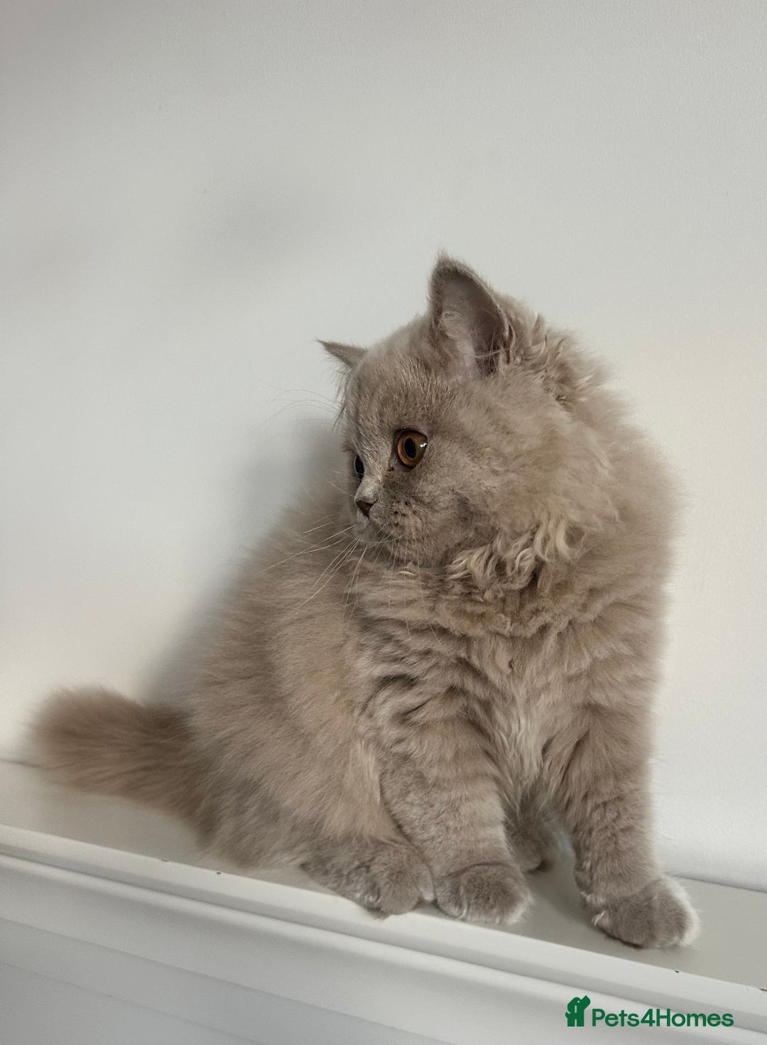 British Shorthair cats for sale: Ready🏡British Shorthair Chuky Kittens - Image 19