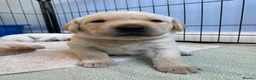 Labrador Retriever dogs for sale: KC Registered Yellow Labrador Puppies - Advert 8