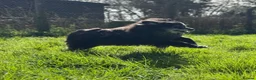 Mixed Breed dogs for adoption: Meet amazing MOOSE!!  - Advert 15