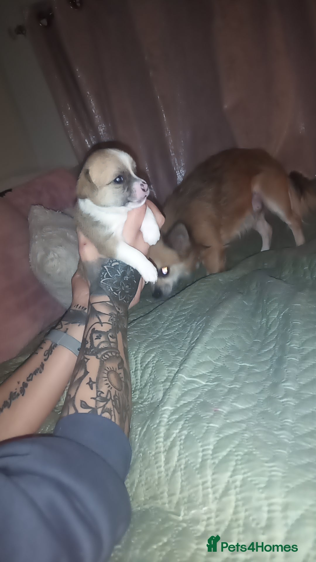 Chihuahua dogs for sale: 2 female chihuahuas - Advert 3