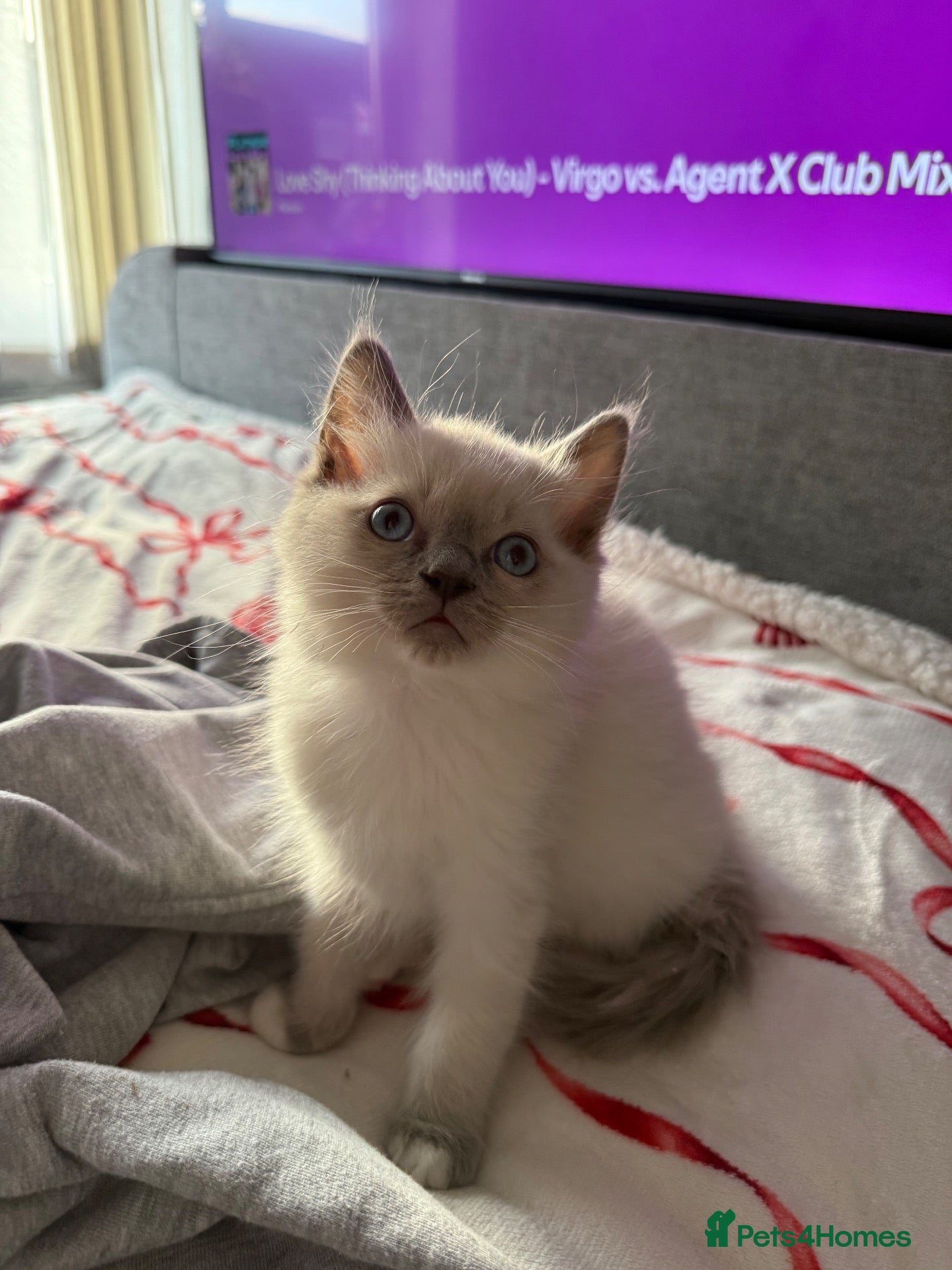 Ragdoll cats Ragdoll Kittens - 1 Available - Advert 2