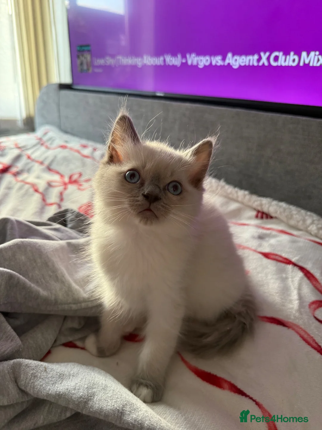 Ragdoll cats for sale: Ragdoll Kittens - 1 Available - Advert 2