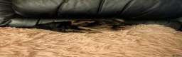 Chihuahua dogs for sale: Three small Yorkshire terriers for sale - Advert 16