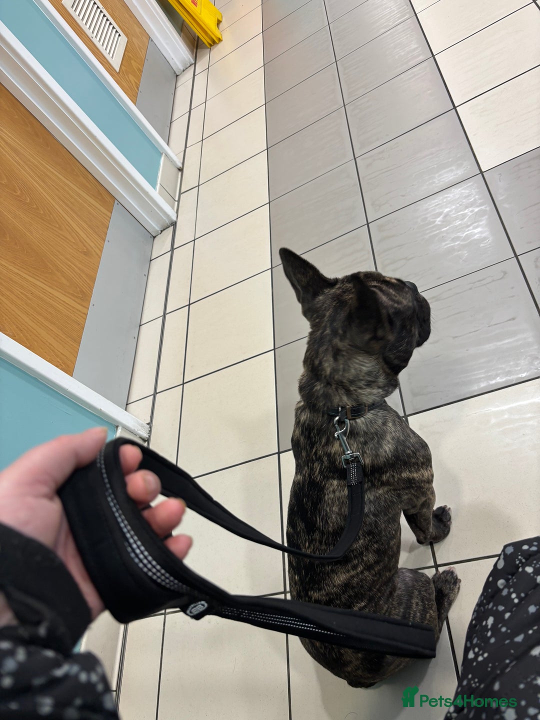 French Bulldog dogs for sale: Mario is looking for a new home  - Image 4