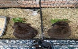 Mini Lop rabbits for sale: PLEASE READ 🐰 male and female (both neutered) in Leicester - Image 7