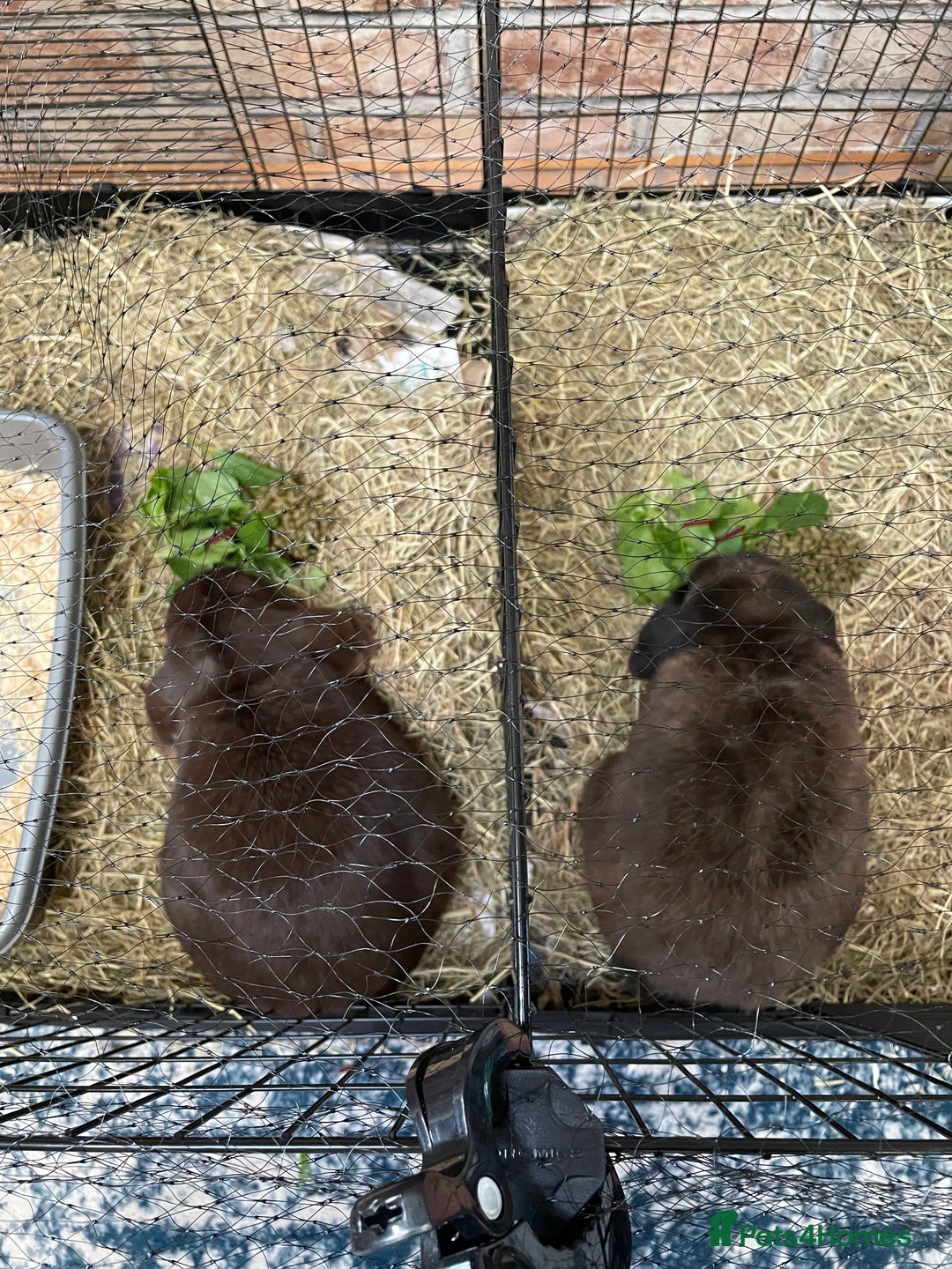 Mini Lop rabbits for sale: PLEASE READ 🐰 male and female (both neutered) in Leicester - Image 7