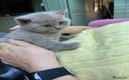 British Shorthair cats for sale: British Shorthair Kittens For Sale - Advert 10