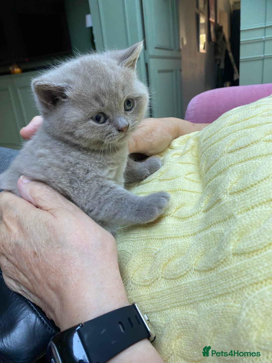 British Shorthair cats for sale: British Shorthair Kittens For Sale - Advert 10