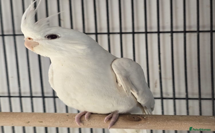 Cockatiels birds - Advert 3