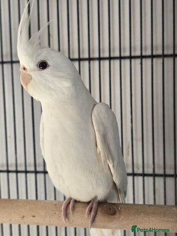 Cockatiels birds - Advert 1