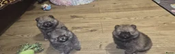 Pomeranian dogs for sale: ❤️ READY NOW! Stunning Pomeranian puppies 🐶❤️ - Advert 11