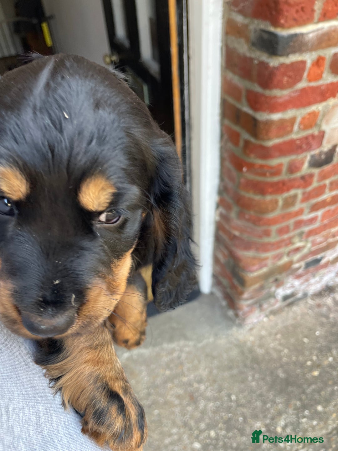 Cocker Spaniel dogs for sale: Working cocker spaniel  - Image 2