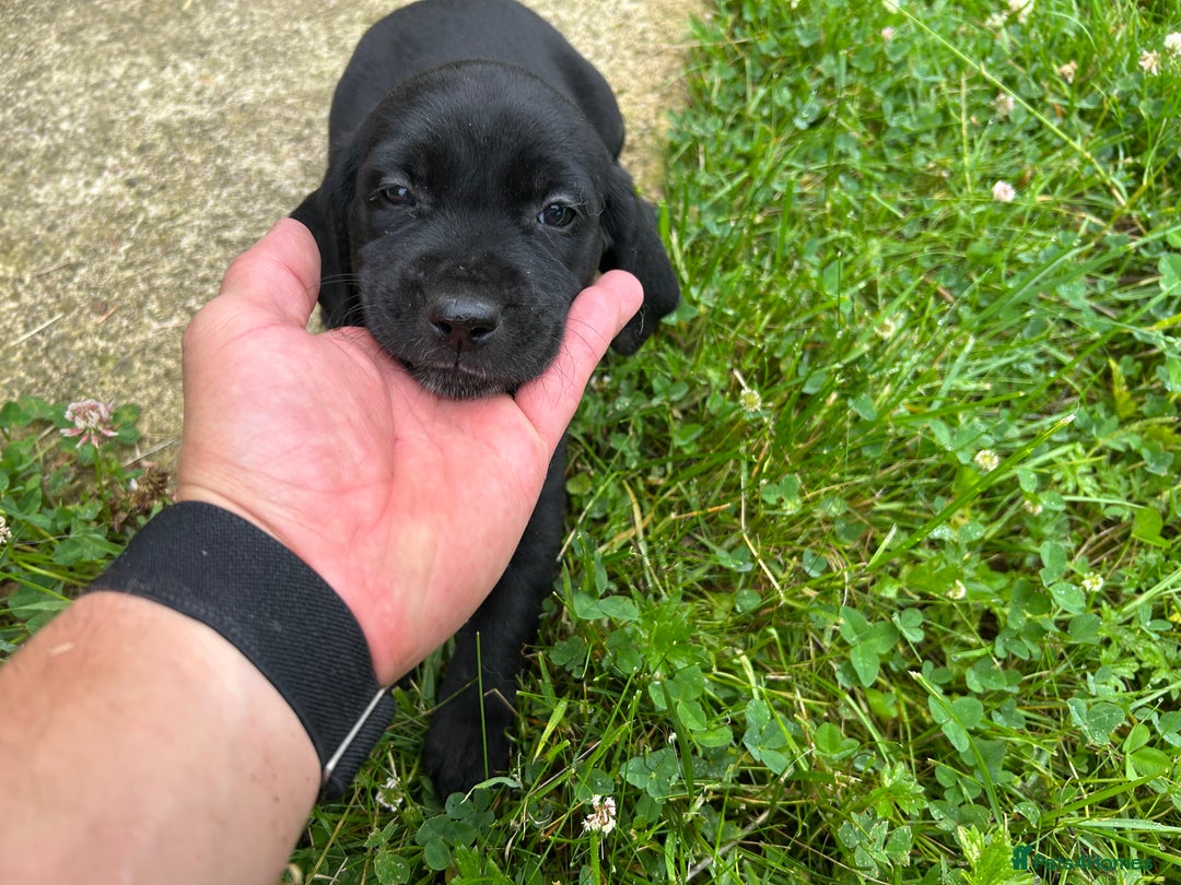 Mixed Breed dogs for sale: Dalmatian/Golden retriever cross puppies - Image 8