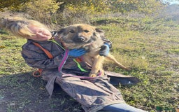 Mixed Breed dogs for adoption: Santiago Milton Keynes  - Advert 1