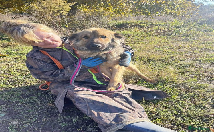 Mixed Breed dogs Santiago Milton Keynes  - Advert 1