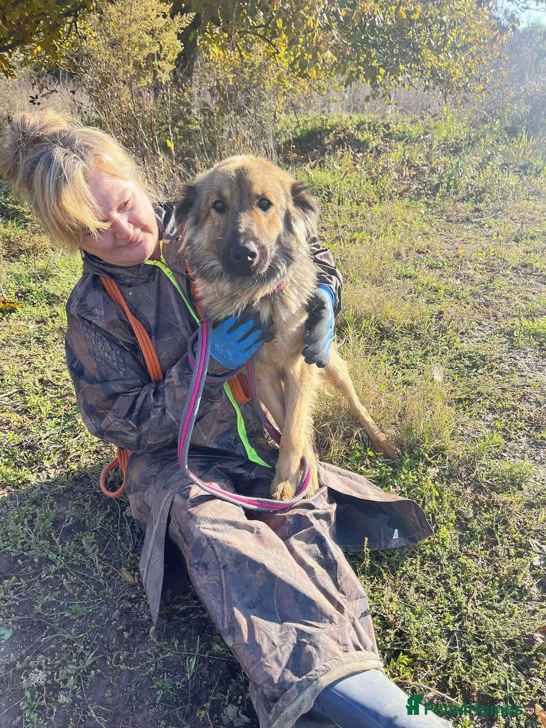 Mixed Breed dogs for adoption: Santiago Milton Keynes  - Advert 1