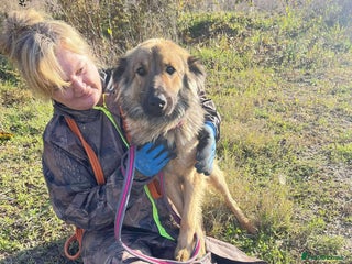 Mixed Breed dogs for adoption: Santiago Milton Keynes - Advert 2