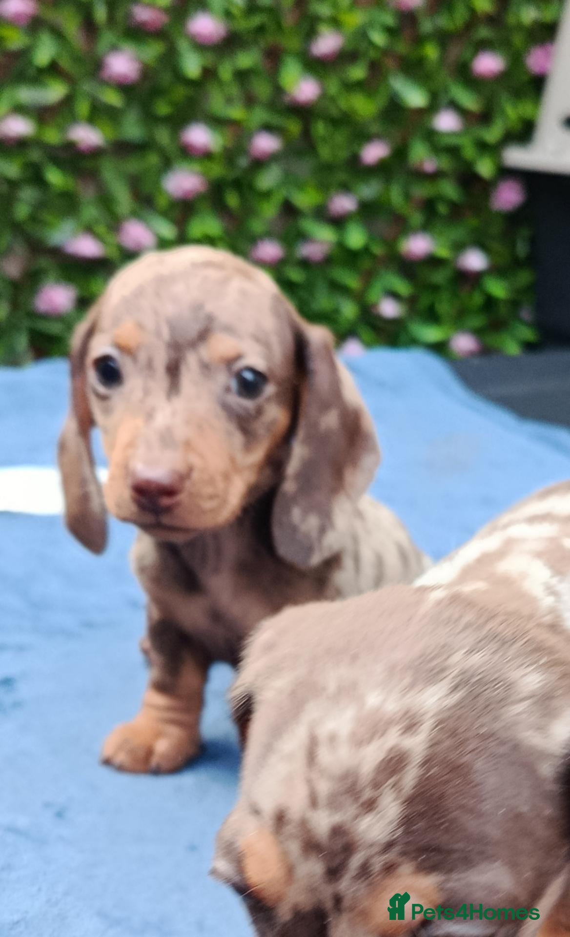 Miniature Dachshund dogs MINI DAXI KC REG PRA CLEAR - Advert 2