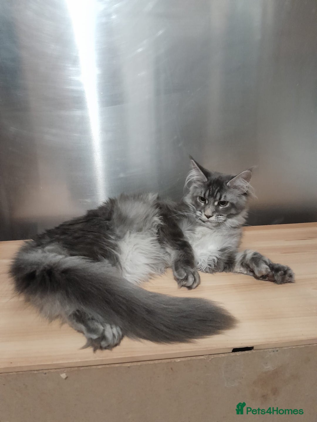 Maine Coon cats for sale: Polydactyl SolidBlue/BlackSilver Girls Maine Coon - Advert 22
