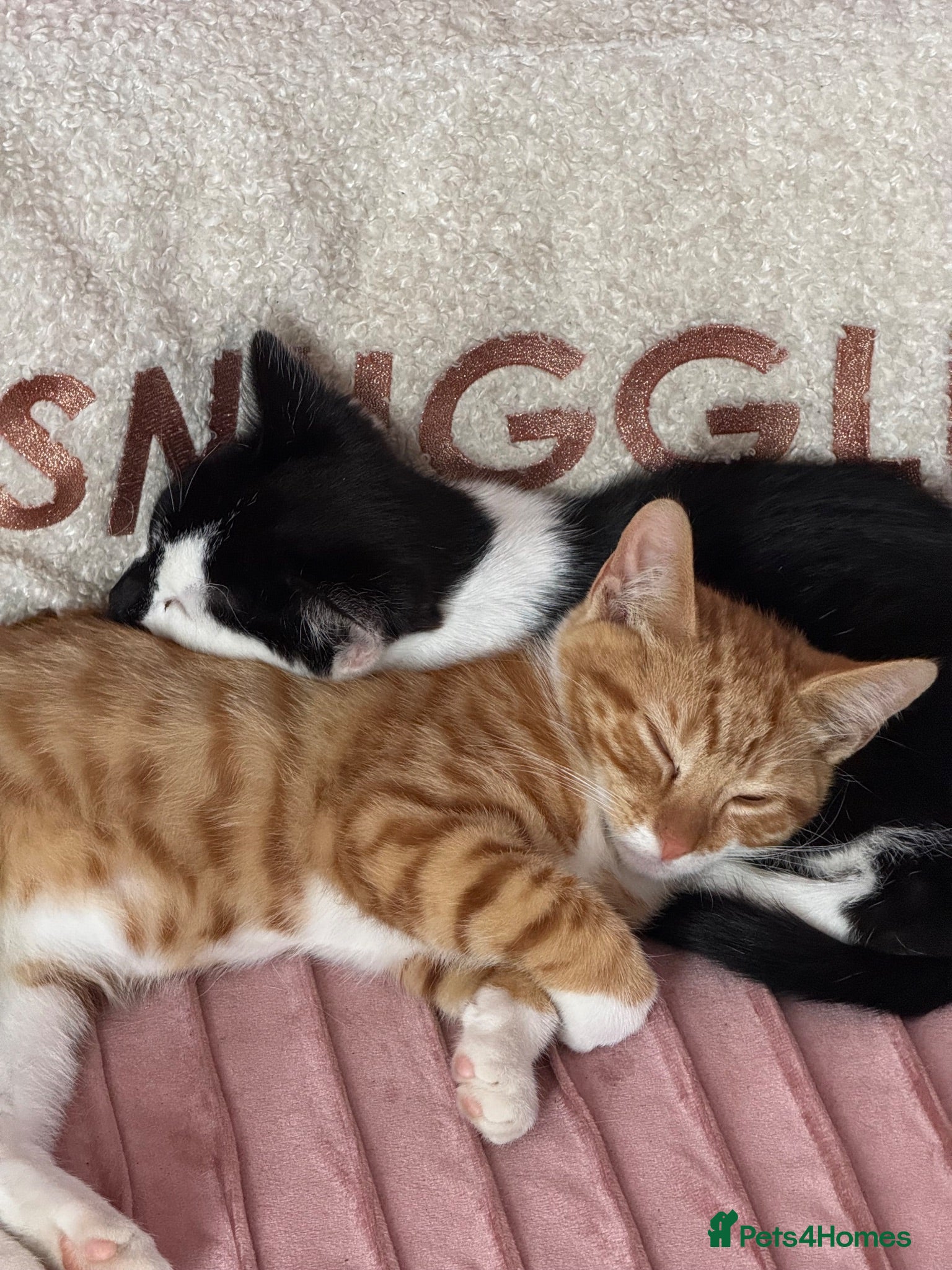 Mixed Breed cats Free boy and girl kittens - Advert 1