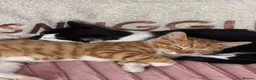 Mixed Breed cats for sale: Free boy and girl kittens in Spalding - Advert 1