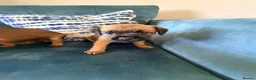 Border Terrier dogs for sale: Border terrier puppies - Advert 6
