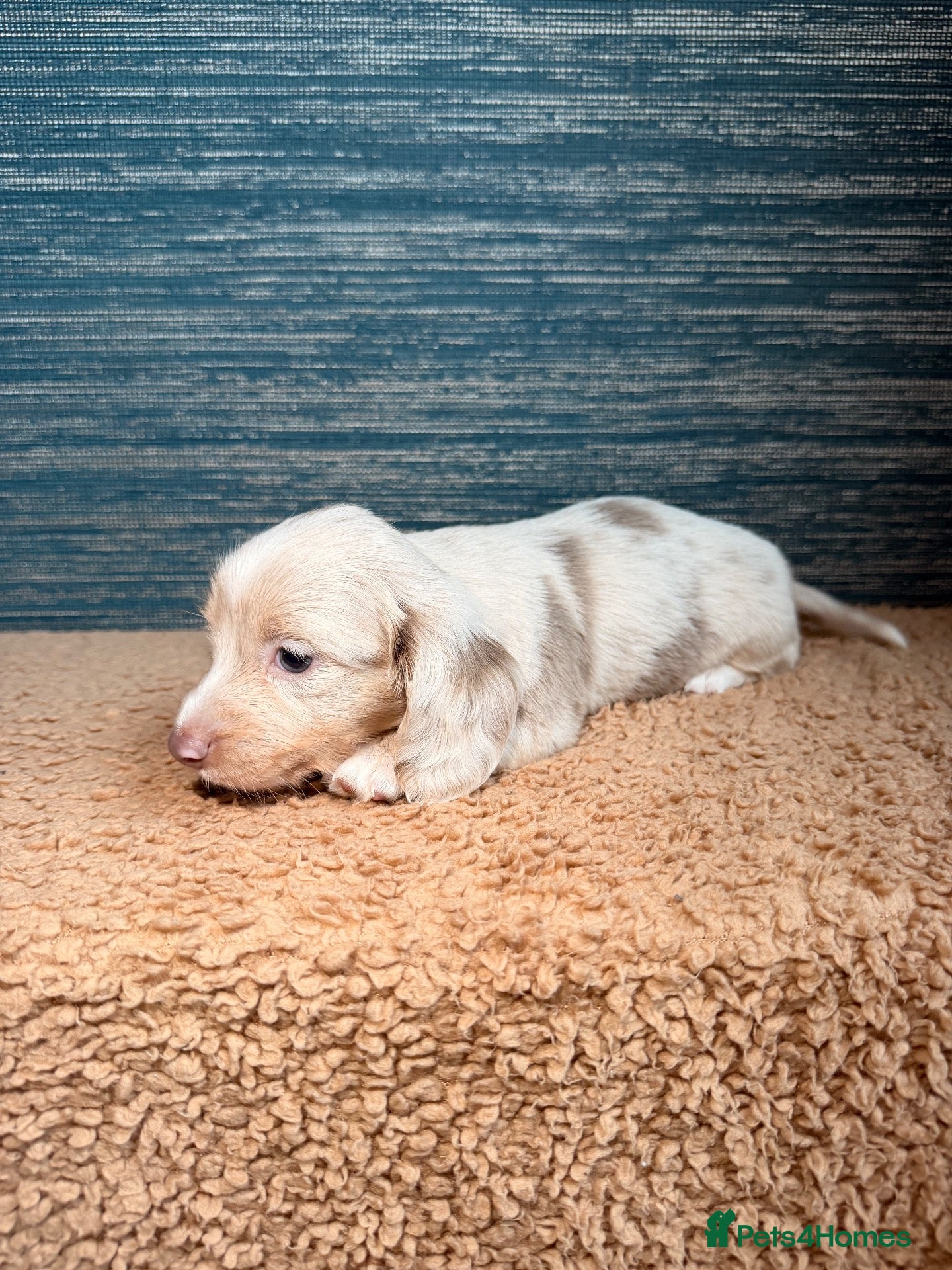 Miniature Dachshund dogs KC registered LONGHAIR MINIATURE DACHSHUNDS  - Advert 2