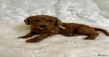 Goldendoodle dogs multigenerational Australian Golden doubledoodles - Advert 15