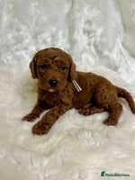 Goldendoodle dogs multigenerational Australian Golden doubledoodles - Advert 15