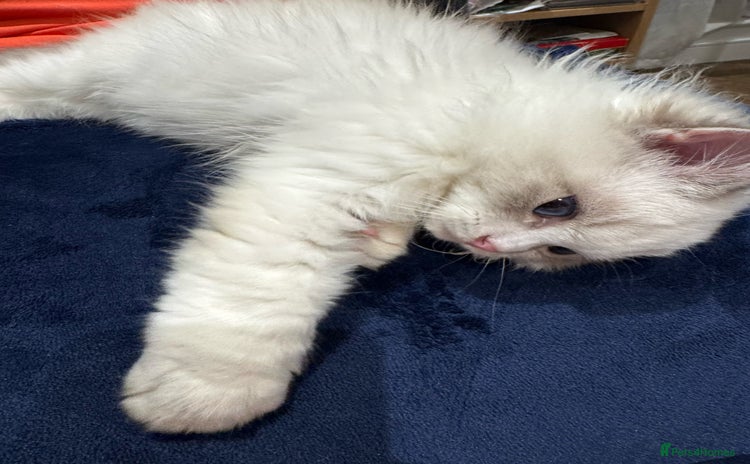 Ragdoll cats - Advert 1