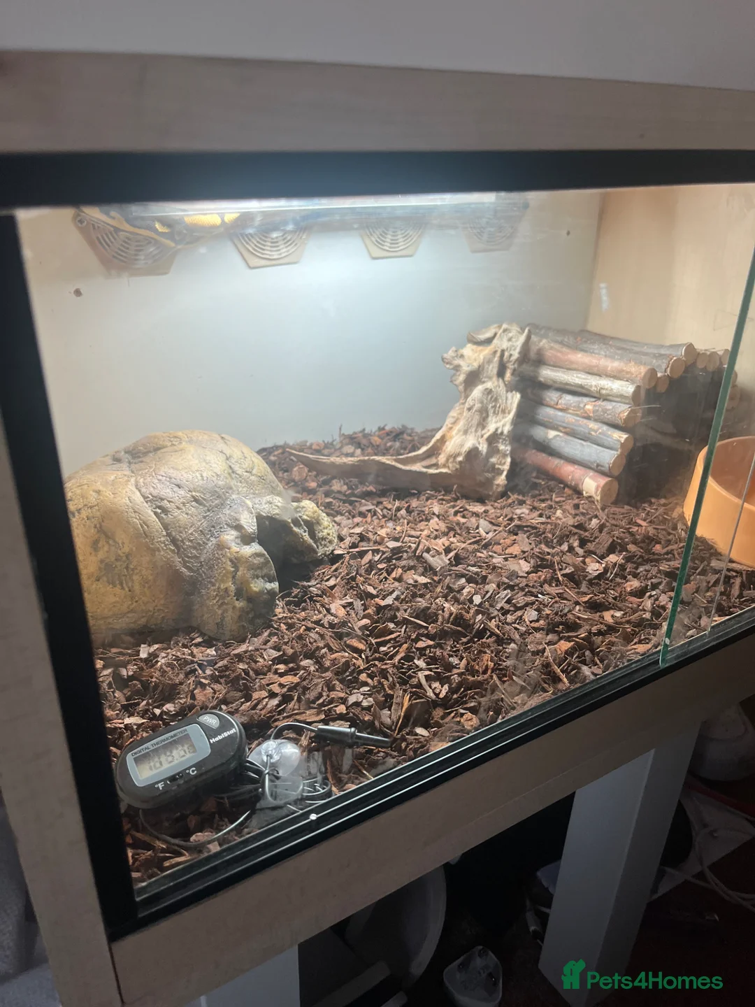 Python Snake reptiles for sale: Crypress honey Royal python 50% DH het hypo clown in Bristol - Advert 4