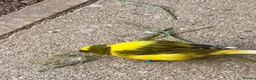 Canaries birds for sale: Beautiful Canaries Looking For A New Home in Ipswich - Advert 4