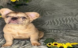 French Bulldog dogs for sale: Velvet and Fluffy french bulldogs  - Image 15