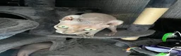 Sphynx cats for sale: Phoebe NEEDS A HOME ON HER OWN NO OTHER CATS/DOGS - Advert 4
