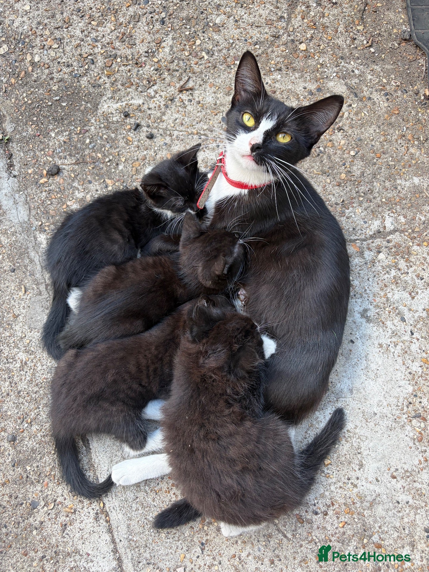 Mixed Breed cats for sale: 5 cute cats looking for new home  - Advert 5