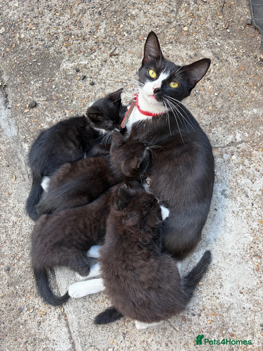 Mixed Breed cats for sale: 5 cute cats looking for new home  - Advert 1