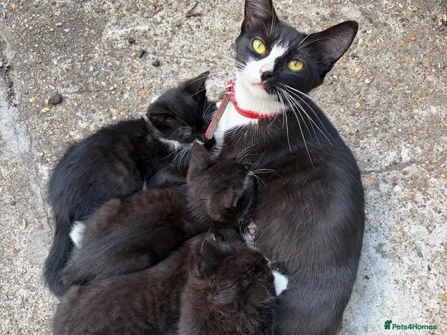 Mixed Breed cats for sale: 5 cute cats looking for new home - Advert 5