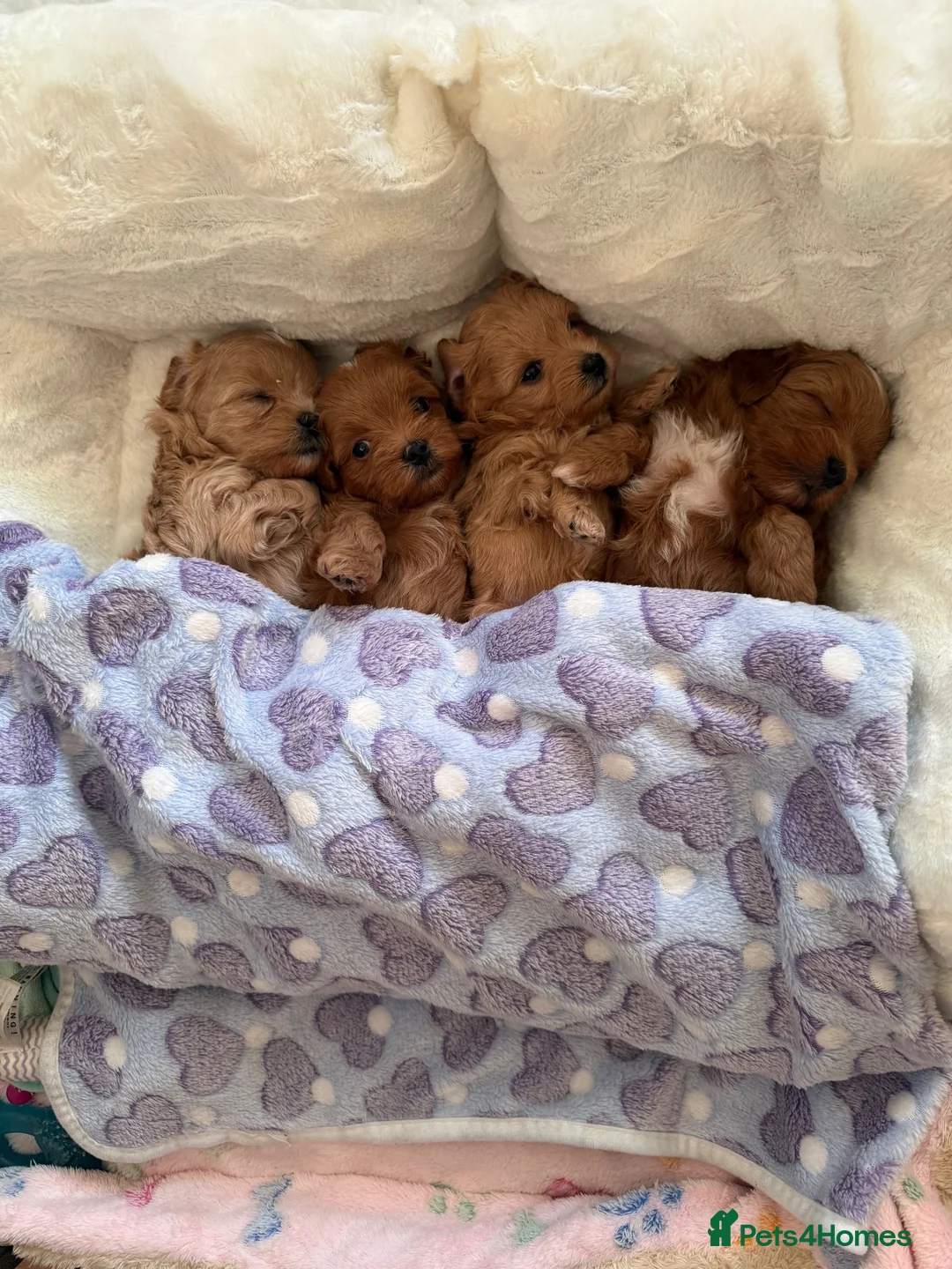 Maltipoo dogs for sale: Asian Maltipo Puppies XS Teddy Bear Faces Expected - Advert 2