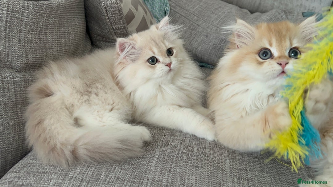 British Longhair cats for sale: Lilac golden shaded kittens (cy12) - Image 11