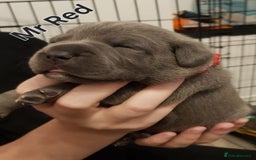 Staffordshire Bull Terrier dogs for sale: Beautiffull KC Staffordshire bull terrier  pups. - Image 7